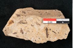 Foto (Detailansicht) von Callitris brongniartii Endl. (NHMW-GEO-2024-0188-8221)